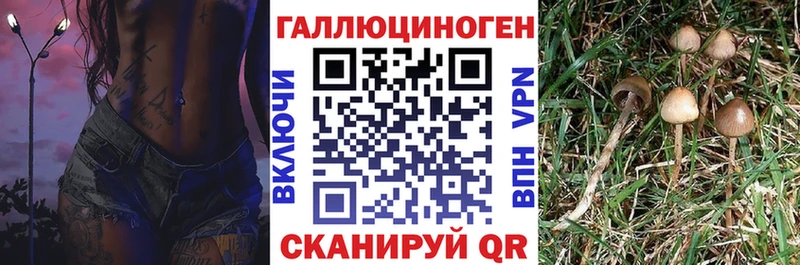 KRAKEN вход  Нерехта  Галлюциногенные грибы Psilocybine cubensis 